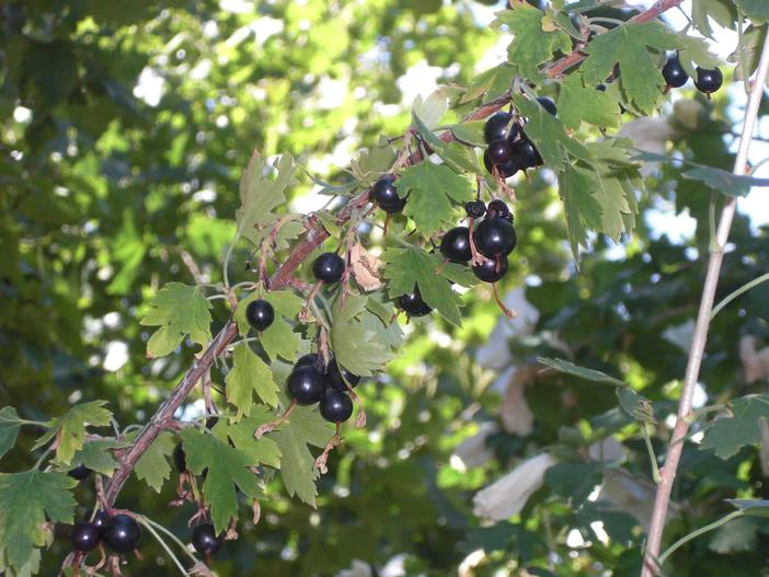 Ribes aureum var. villosum image