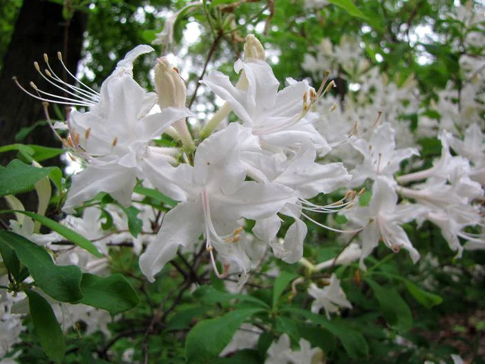 Rhododendron oblongifolium image