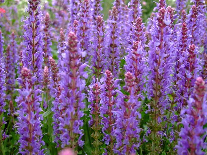 Salvia ×sylvestris image