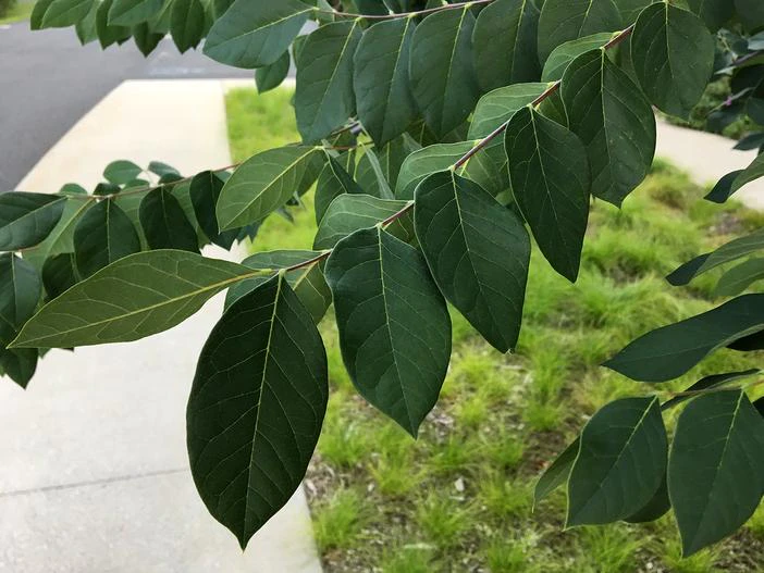 Gymnocladus dioicus image
