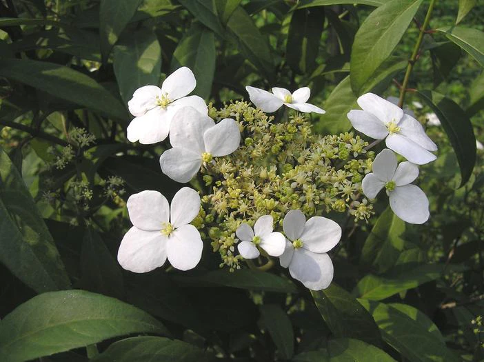 Hydrangea chinensis image