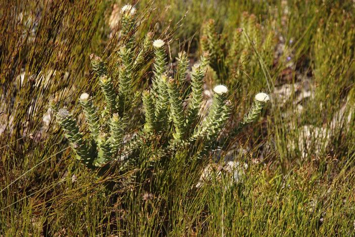 Diastella thymelaeoides subsp. thymelaeoides image