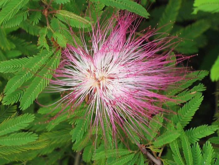 Calliandra eriophylla image