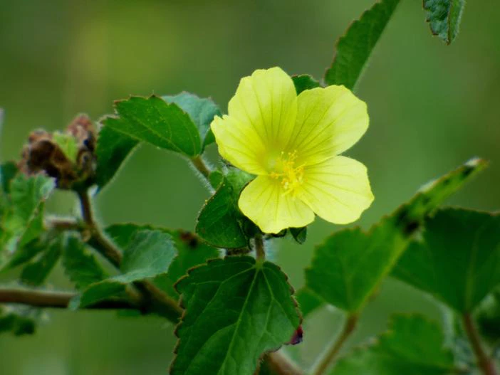 Pavonia praemorsa image