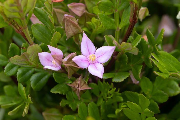 Boronia alata image