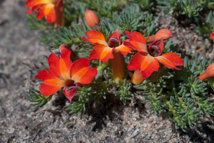 Lechenaultia formosa image