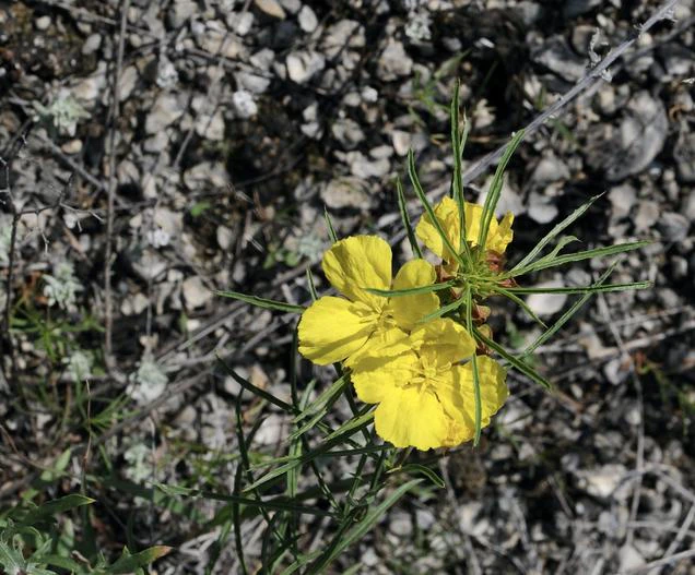 Calylophus berlandieri image