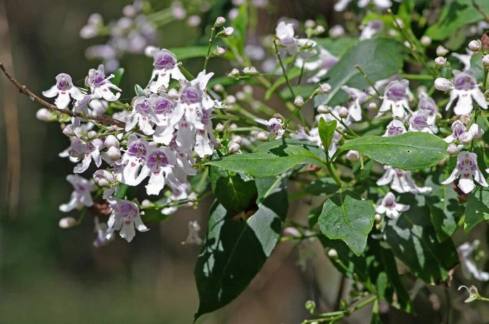 Prostanthera lasianthos image