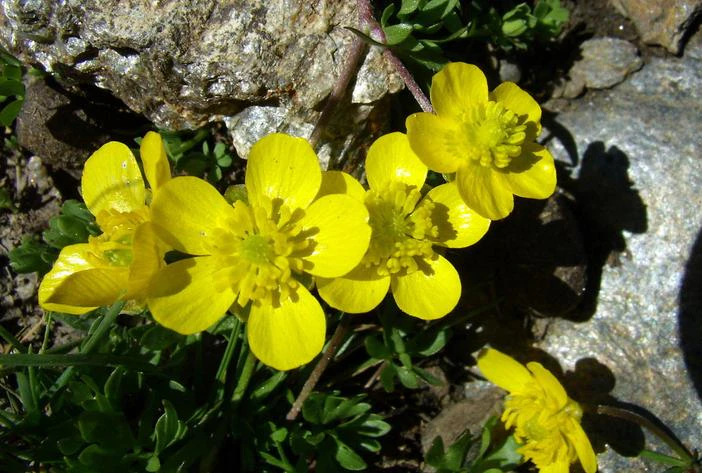 Ranunculus demissus image