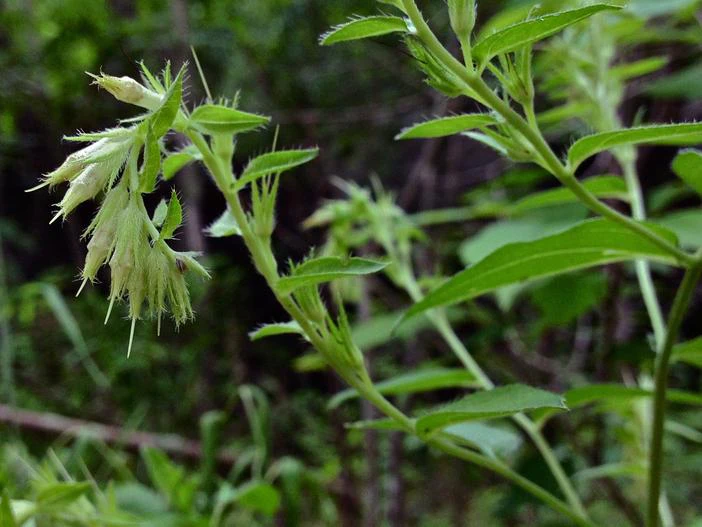 Lithospermum onosmodium image