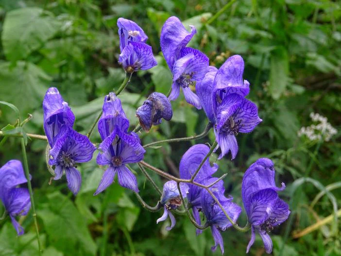 Aconitum variegatum image