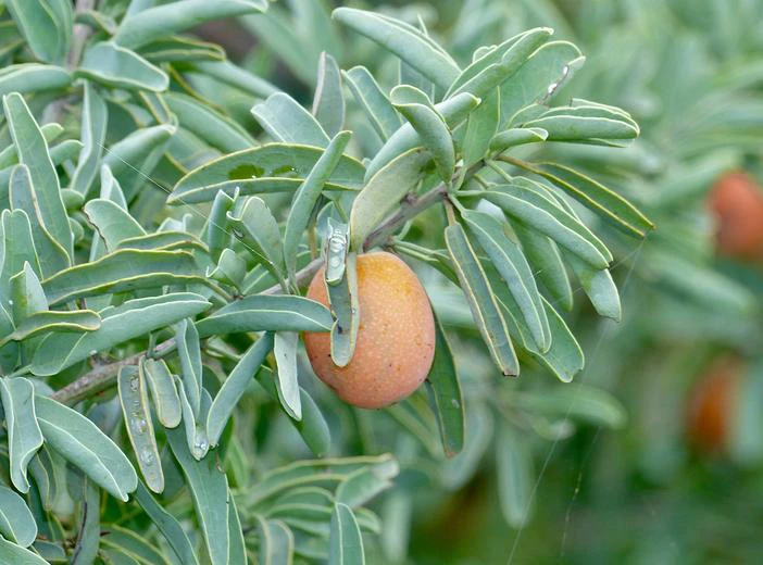 Ximenia americana image