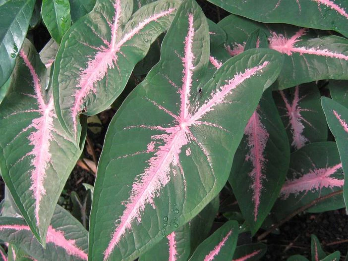 Caladium bicolor image