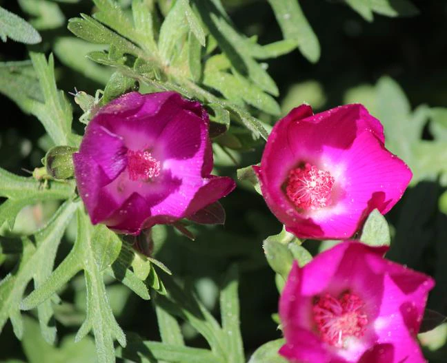 Callirhoe digitata image