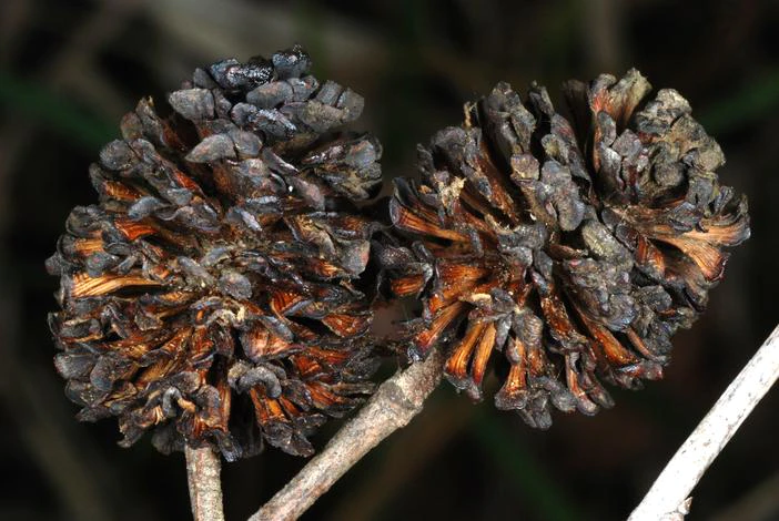 Alnus maritima image