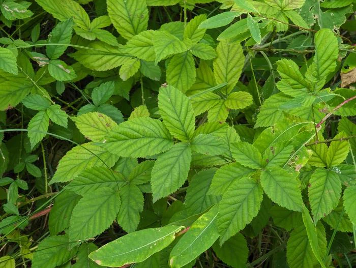 Rubus arizonensis image