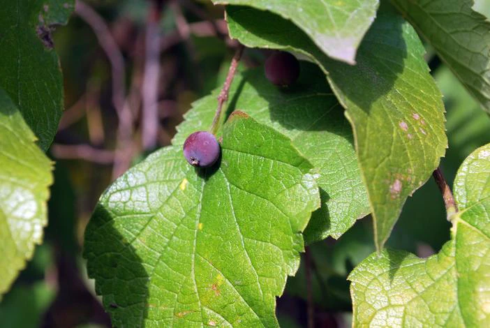 Celtis reticulata image