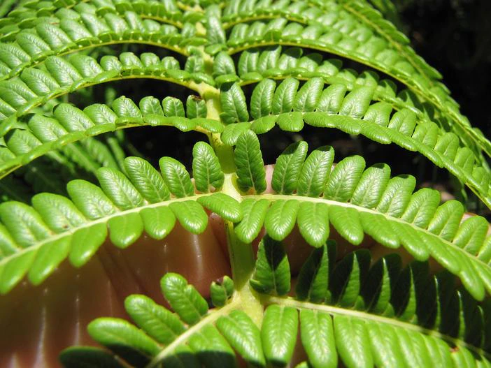 Cibotium glaucum image