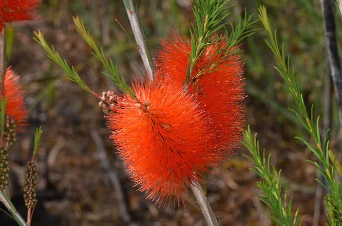Melaleuca lateritia image