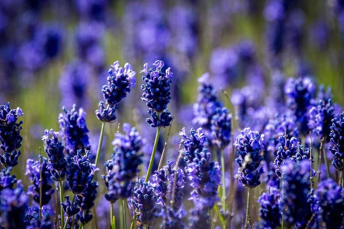 Lavandula angustifolia image