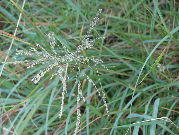 Eragrostis curvula image