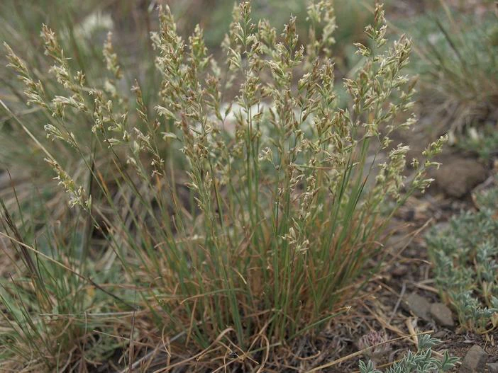 Poa secunda image