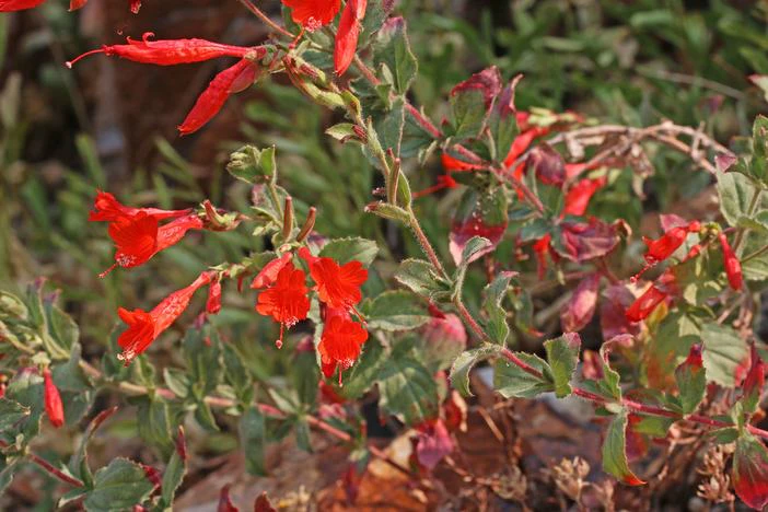 Zauschneria garrettii image