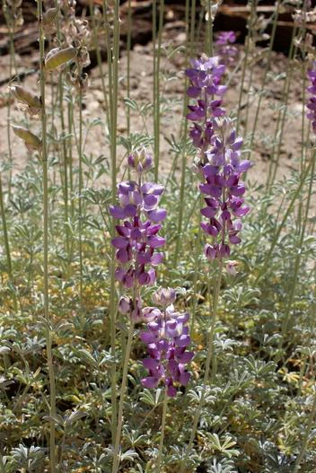 Lupinus excubitus var. austromontanus image