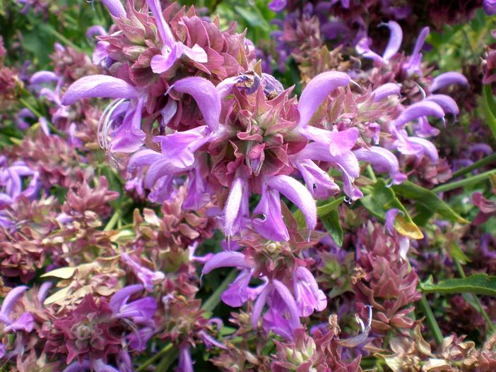 Salvia canariensis image