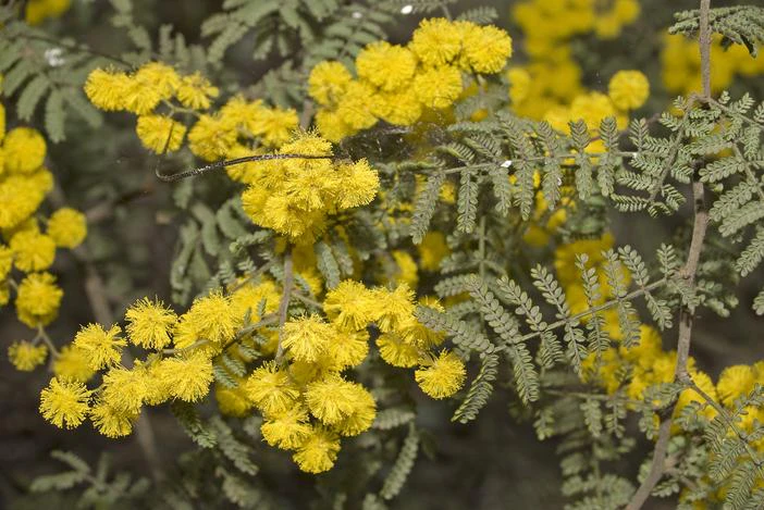 Acacia cardiophylla image