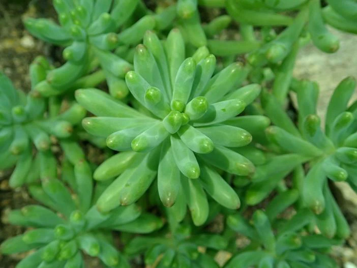 Sedum pachyphyllum image