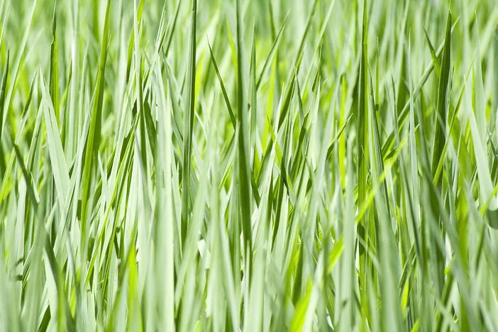 Oryza glaberrima image