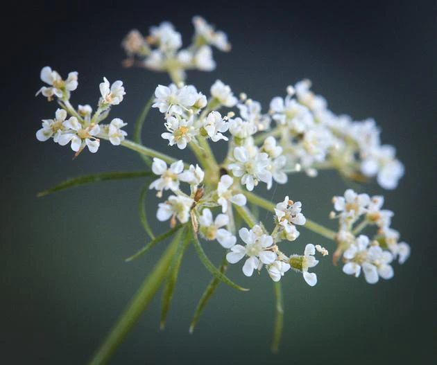 Daucus carota var. sativus image
