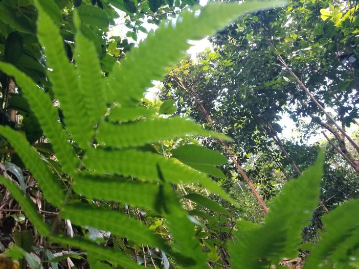 Goniopteris tetragona image