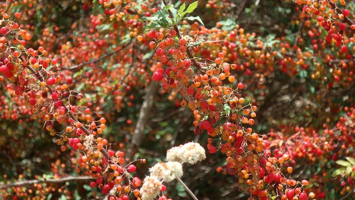 Berberis nevinii image
