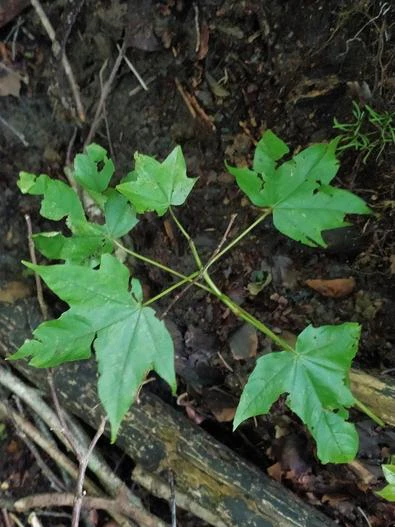 Acer lobelii image