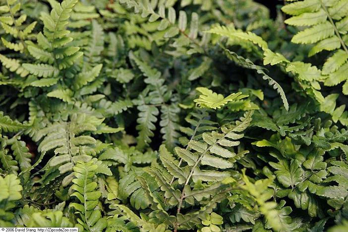 Dryopteris championii image