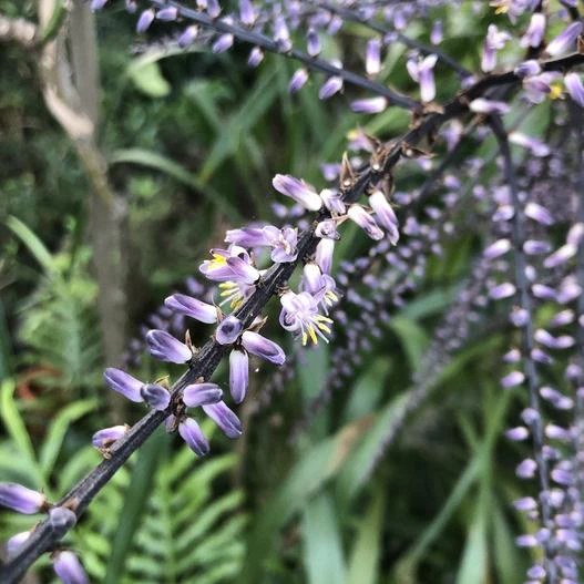 Cordyline stricta image