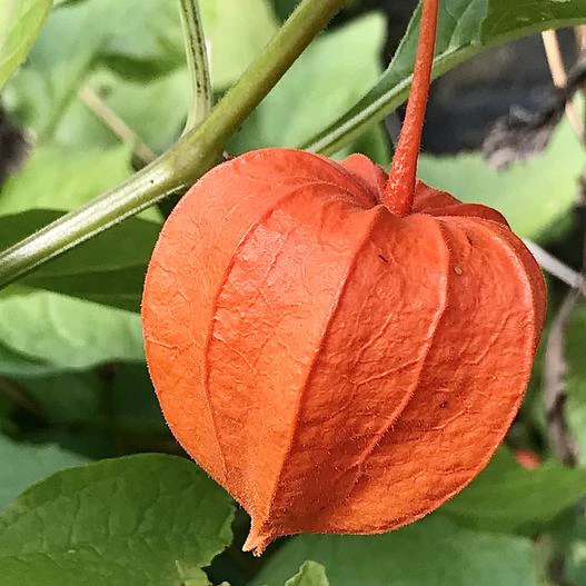 Physalis lagascae image