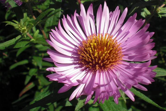 Symphyotrichum novae-angliae image