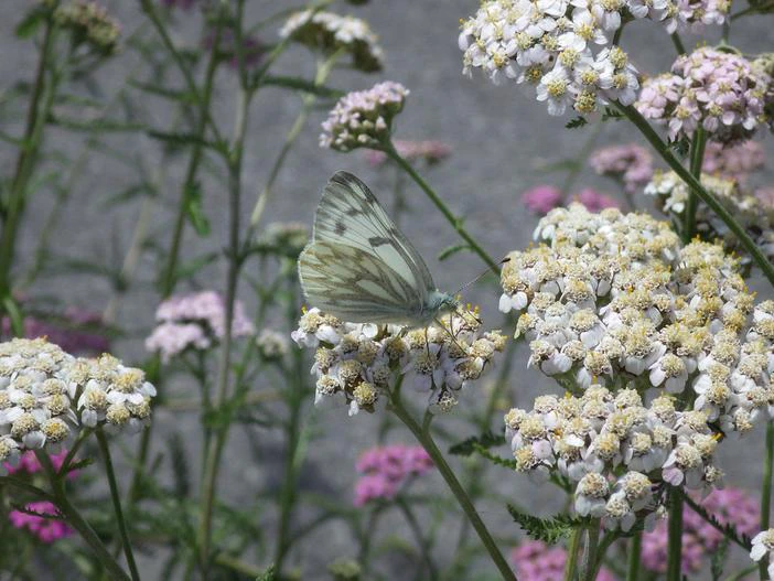 Achillea millefolium var. occidentalis image