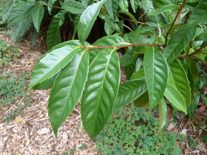 Castanopsis sclerophylla image