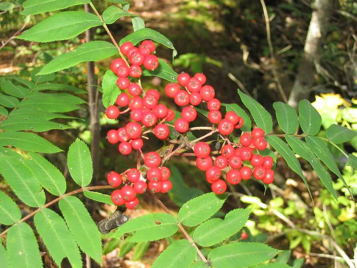 Sorbus americana image