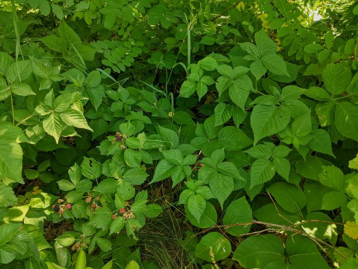 Rubus frondosus image