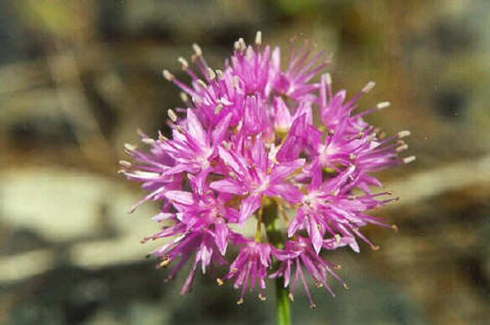 Allium douglasii image
