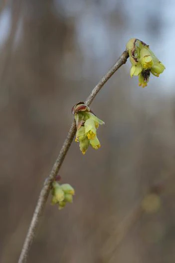 Corylopsis coreana image