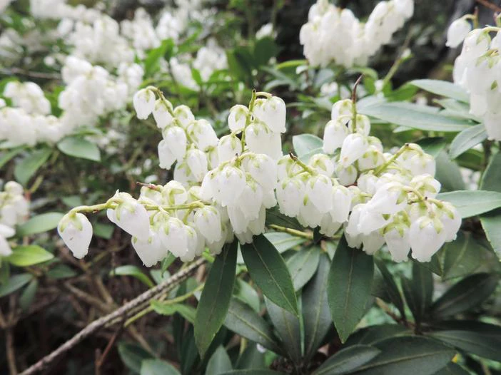 Pieris floribunda image