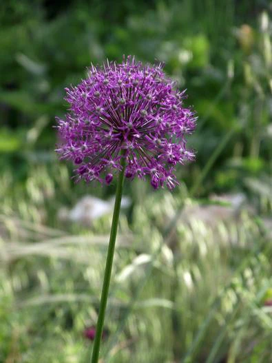 Allium altissimum image