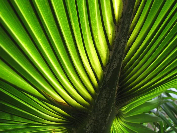 Pritchardia glabrata image