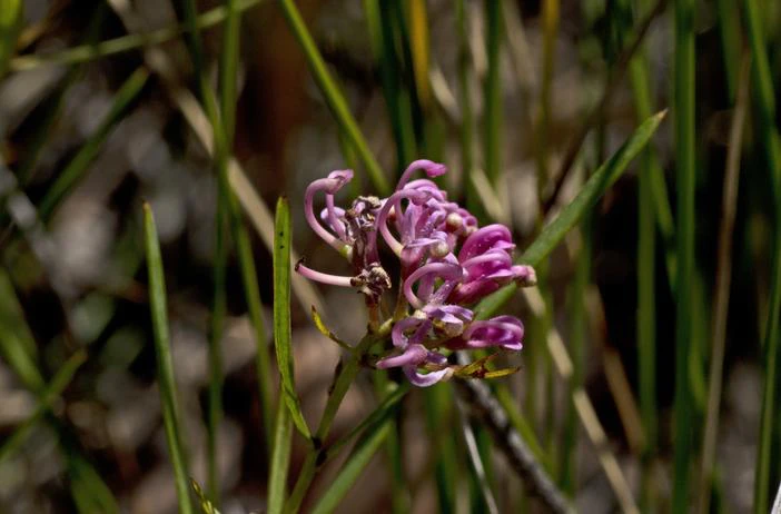 Grevillea leiophylla image